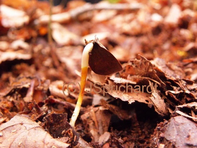 Naturerlebnis – Bild 8