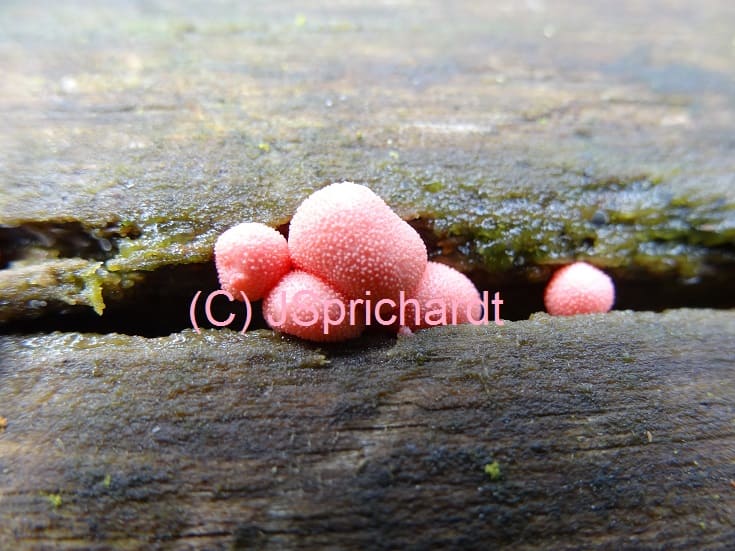 Naturerlebnis – Bild 3